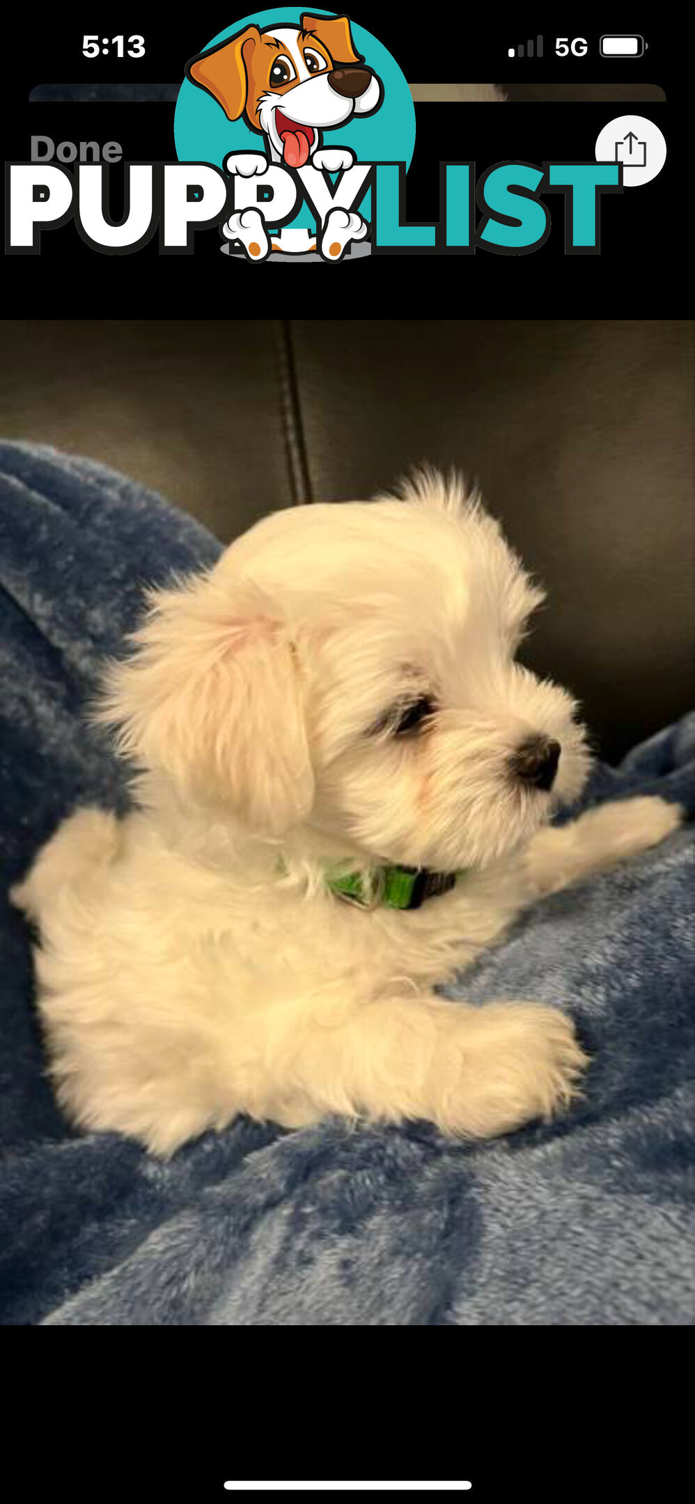 Small Purebred male Maltese