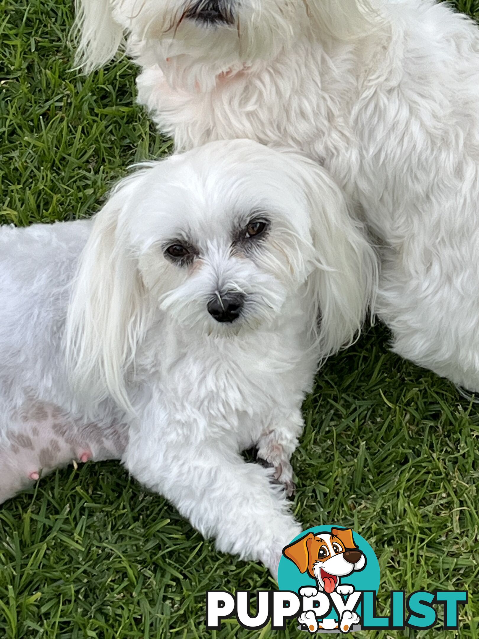 Small Purebred male Maltese