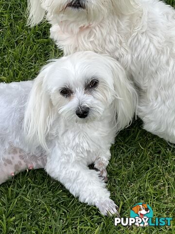 Small Purebred male Maltese