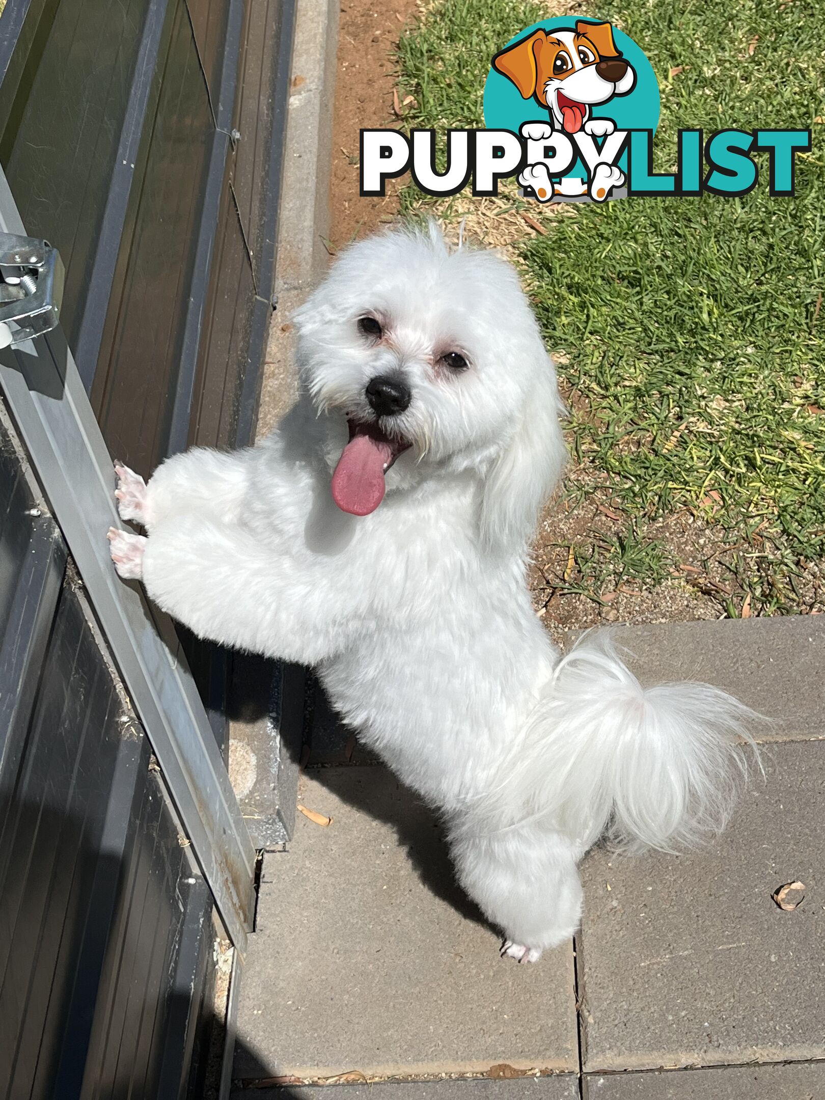 Small Purebred male Maltese