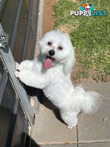 Small Purebred male Maltese