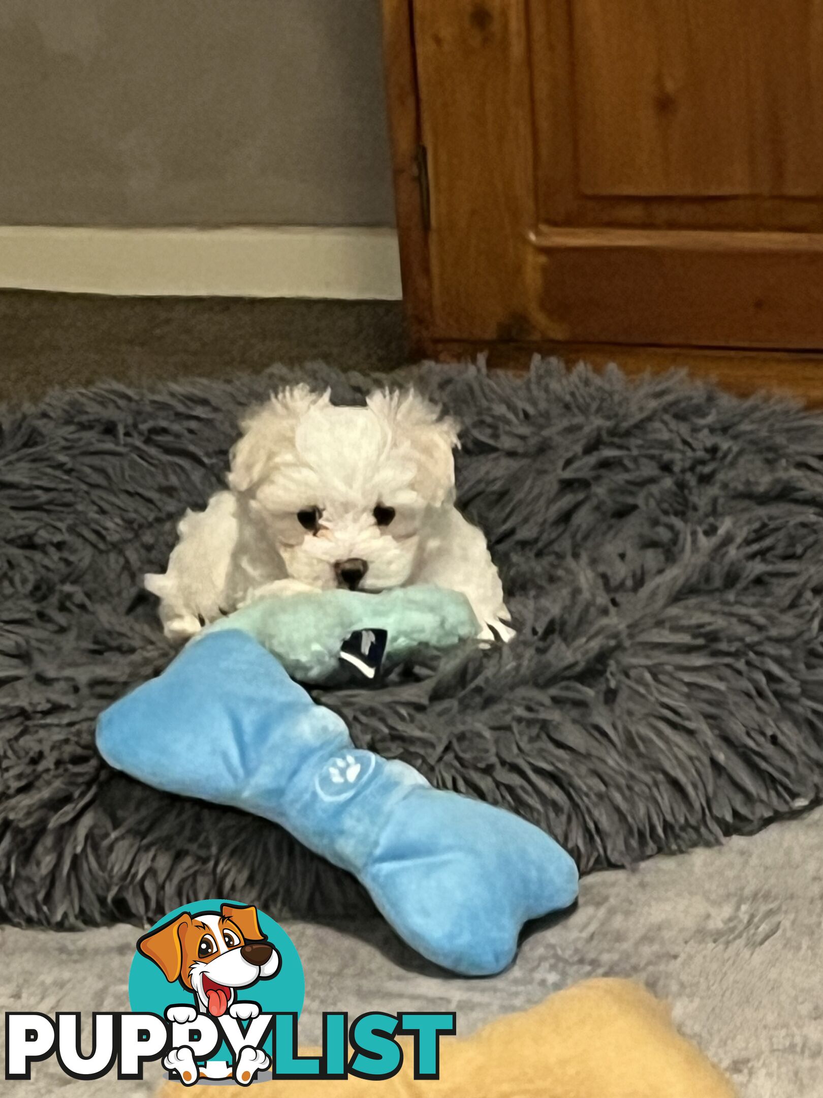 Small Purebred male Maltese