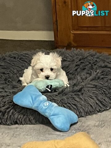 Small Purebred male Maltese