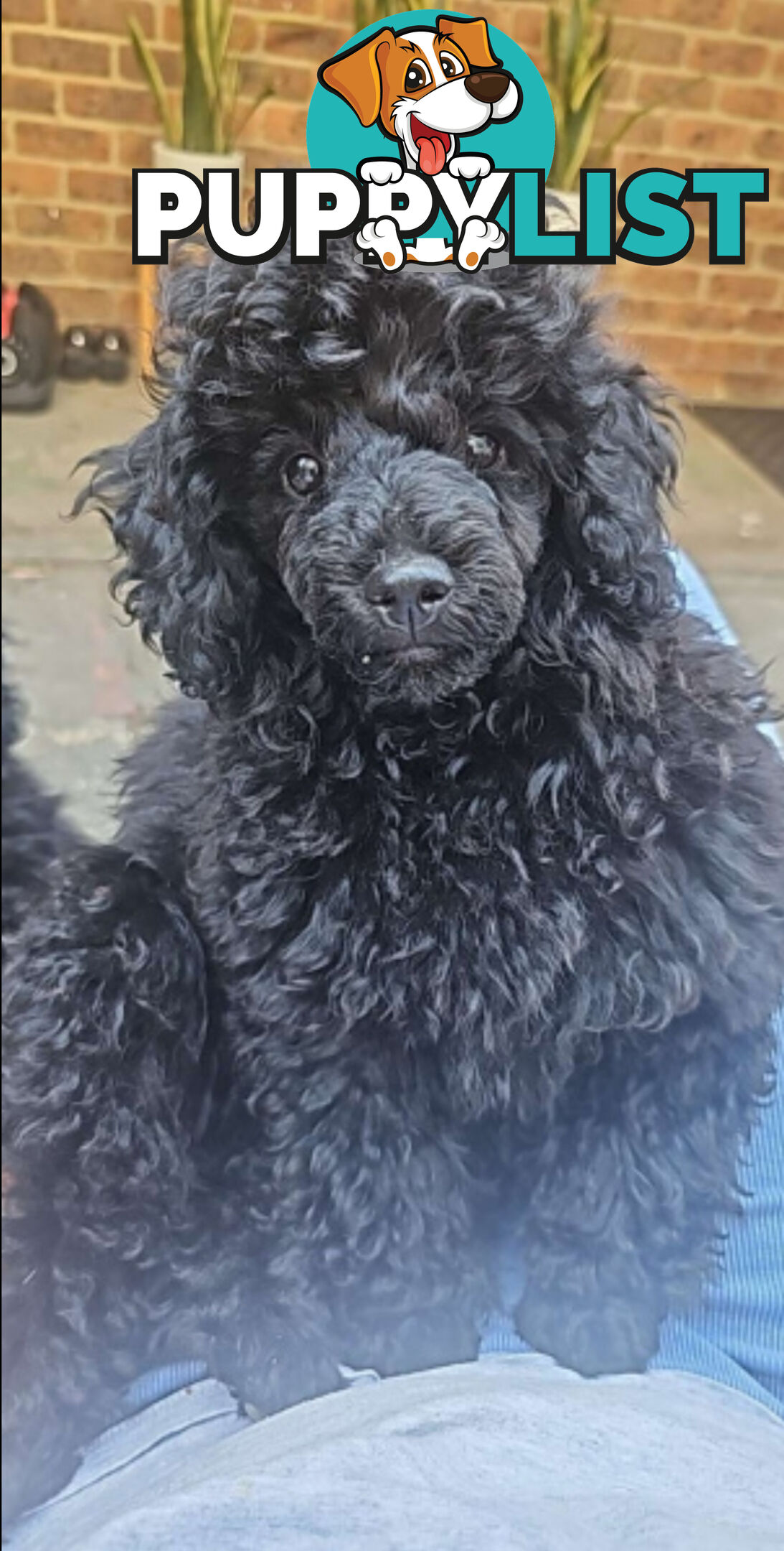 Toy poodle Puppies available on Guardian home agreements