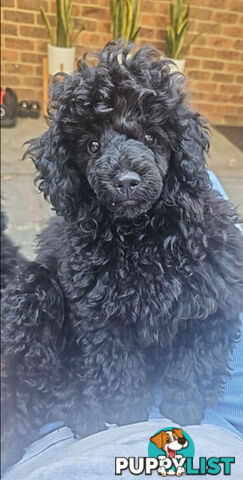 Toy poodle Puppies available on Guardian home agreements