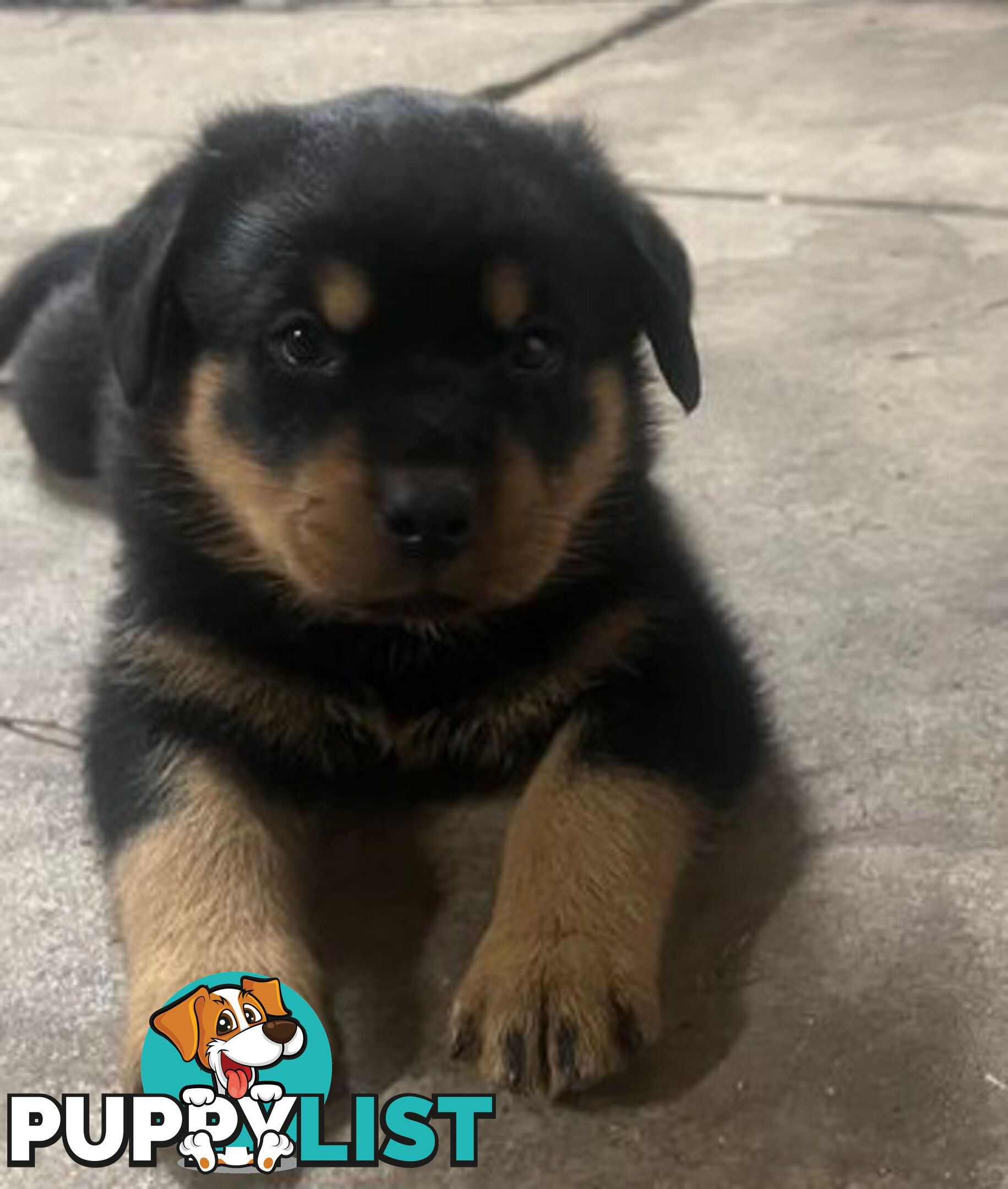 Rottweiler x Bordeaux