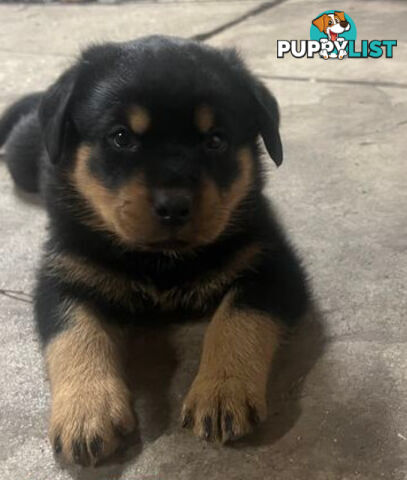 Rottweiler x Bordeaux