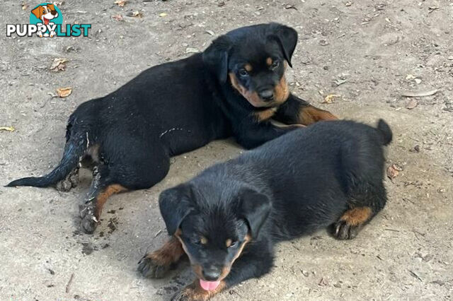 Rottweiler x Bordeaux