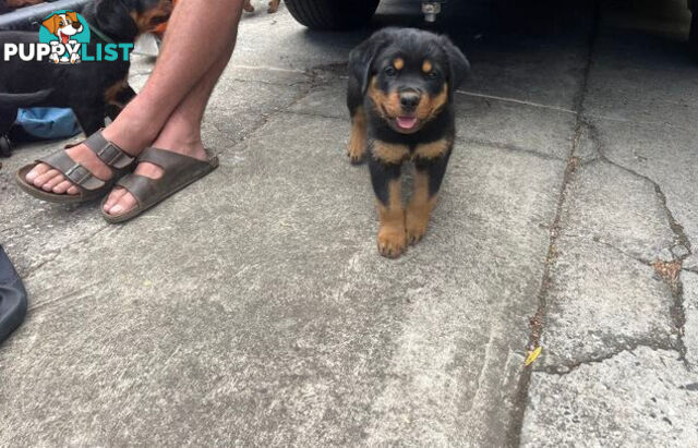 Rottweiler x Bordeaux