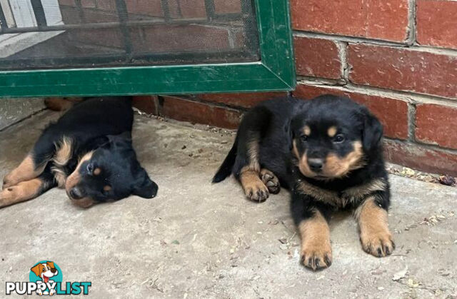 Rottweiler x Bordeaux