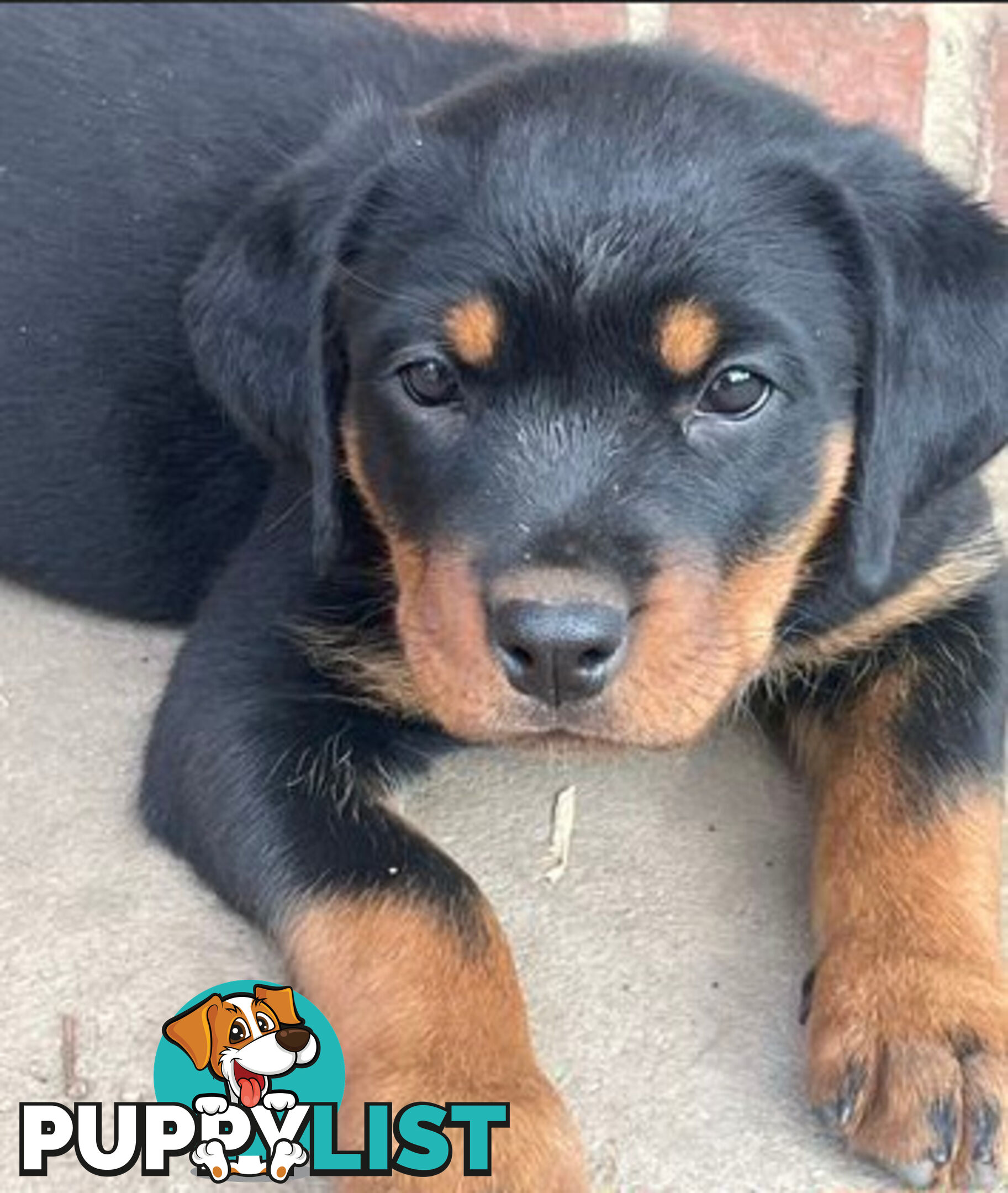 Rottweiler x Bordeaux