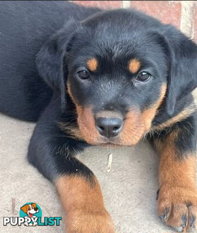 Rottweiler x Bordeaux