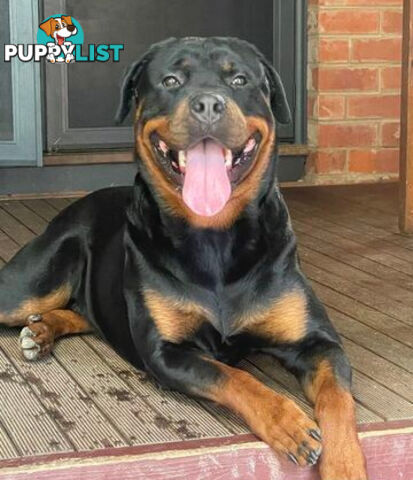 Rottweiler x Bordeaux