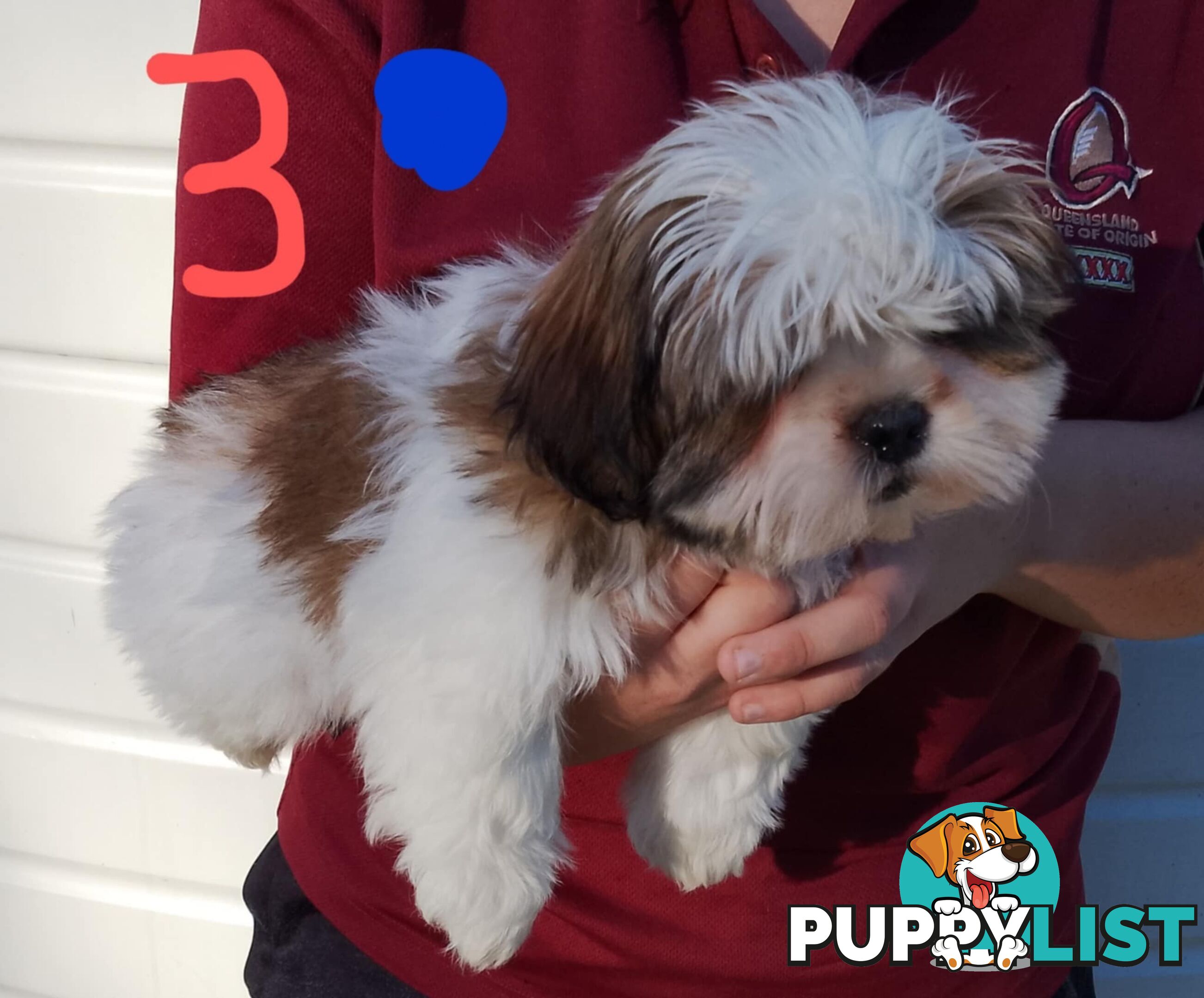 Shih Tzu X Maltese puppies Malshi Shitzu
