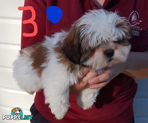 Shih Tzu X Maltese puppies Malshi Shitzu
