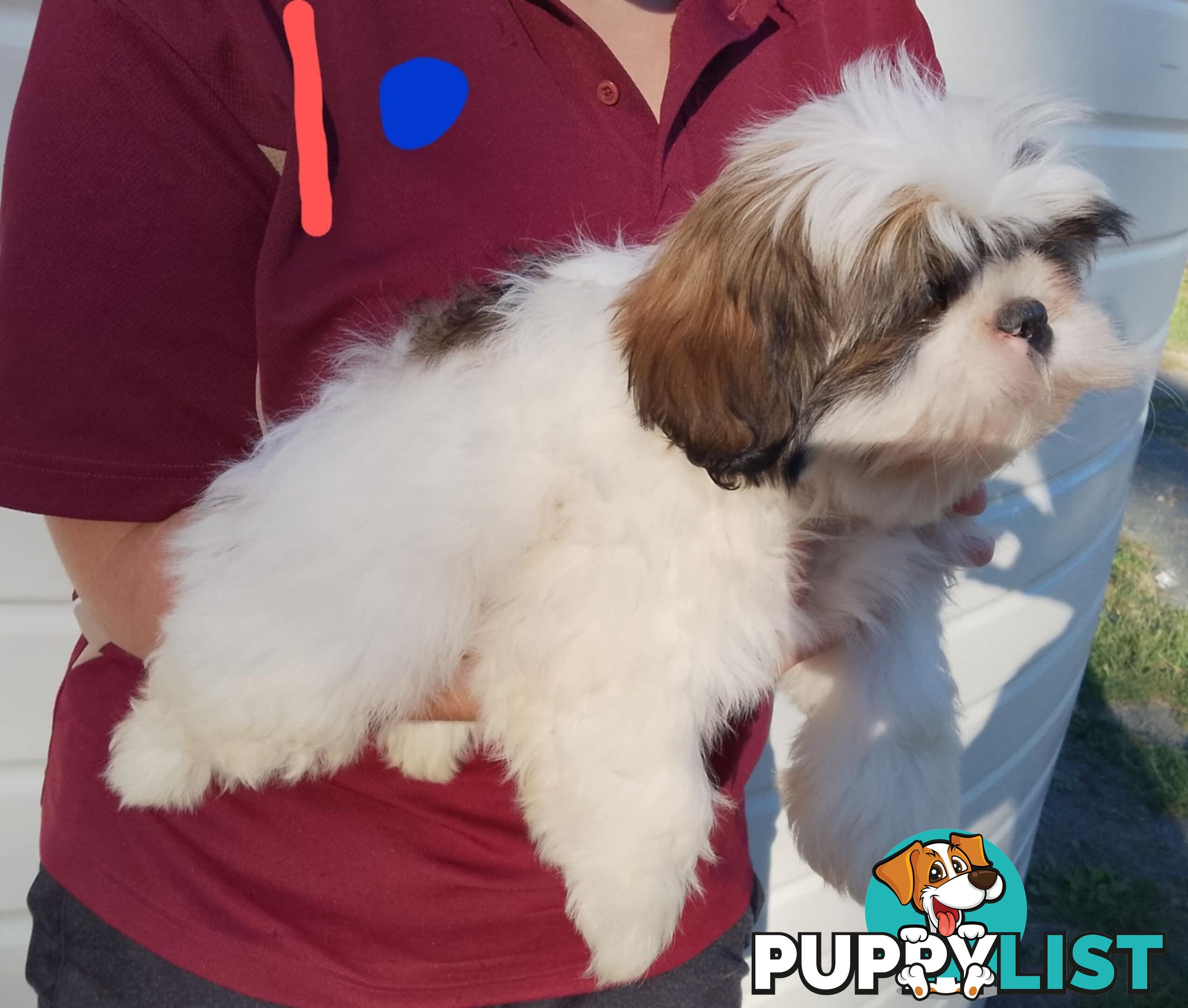 Shih Tzu X Maltese puppies Malshi Shitzu