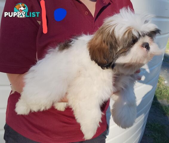 Shih Tzu X Maltese puppies Malshi Shitzu
