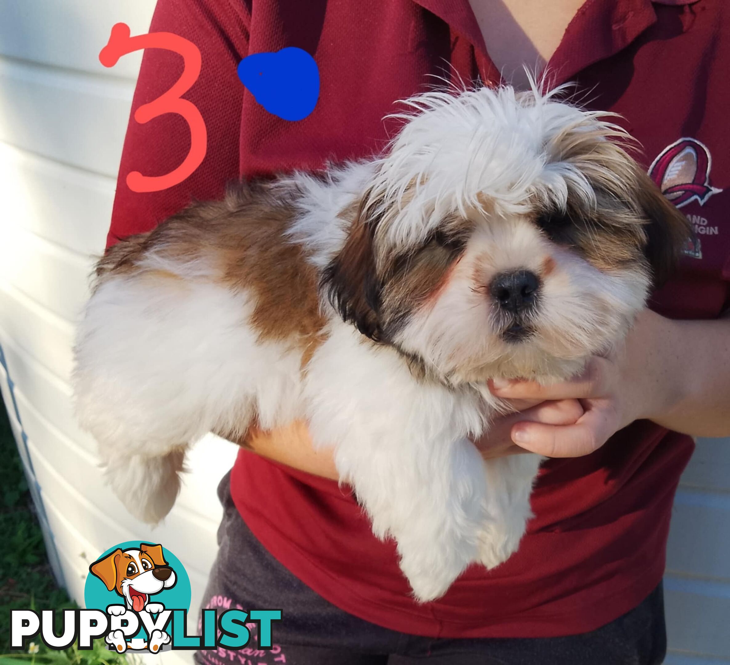 Shih Tzu X Maltese puppies Malshi Shitzu