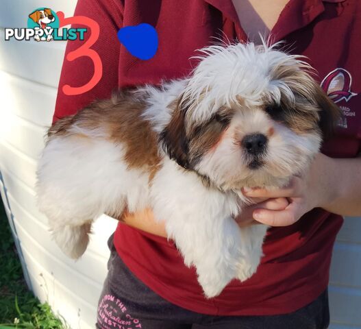 Shih Tzu X Maltese puppies Malshi Shitzu