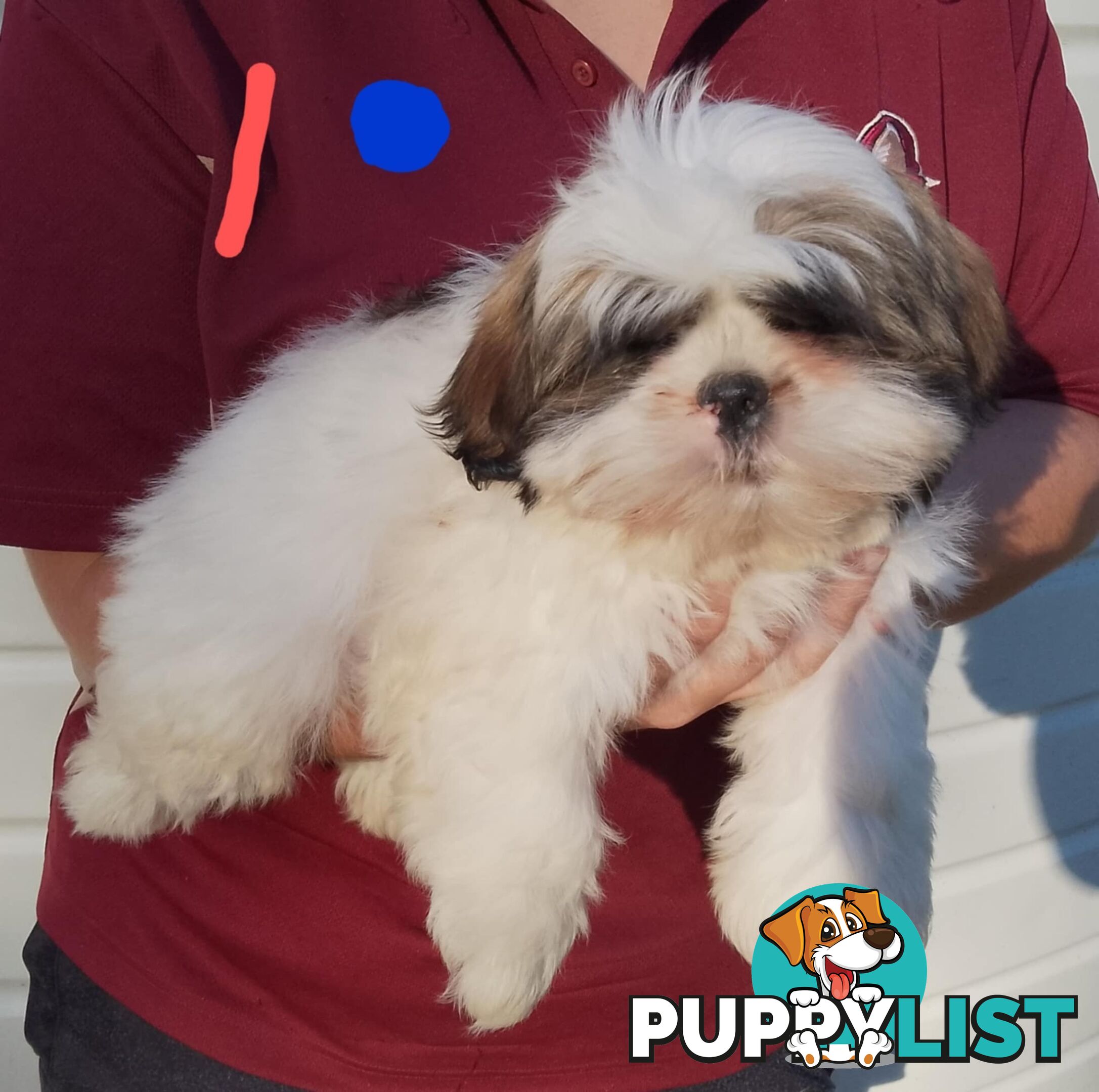 Shih Tzu X Maltese puppies Malshi Shitzu