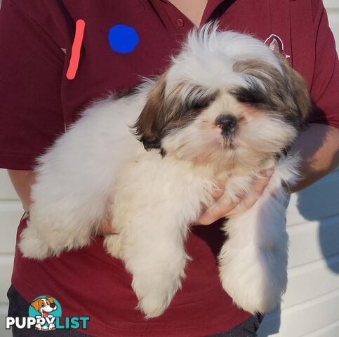 Shih Tzu X Maltese puppies Malshi Shitzu