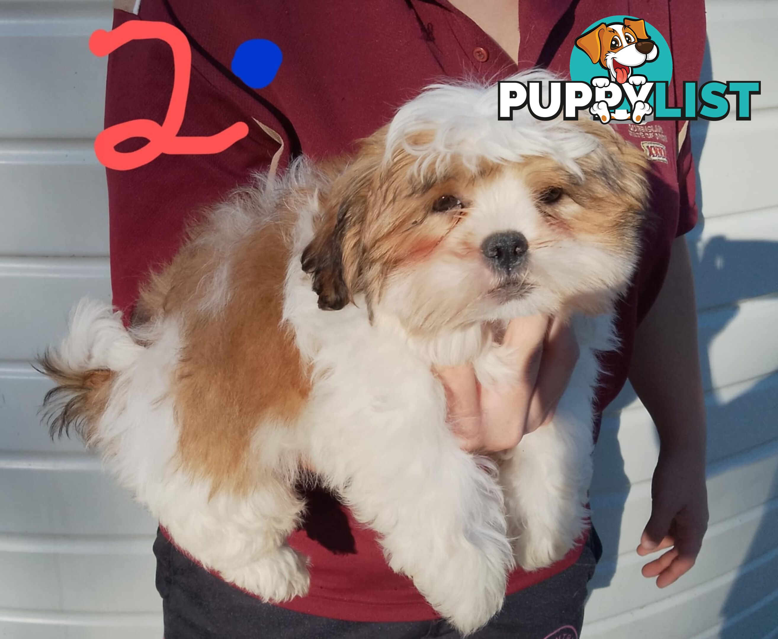 Shih Tzu X Maltese puppies Malshi Shitzu