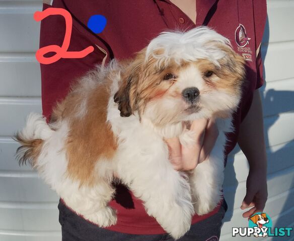 Shih Tzu X Maltese puppies Malshi Shitzu