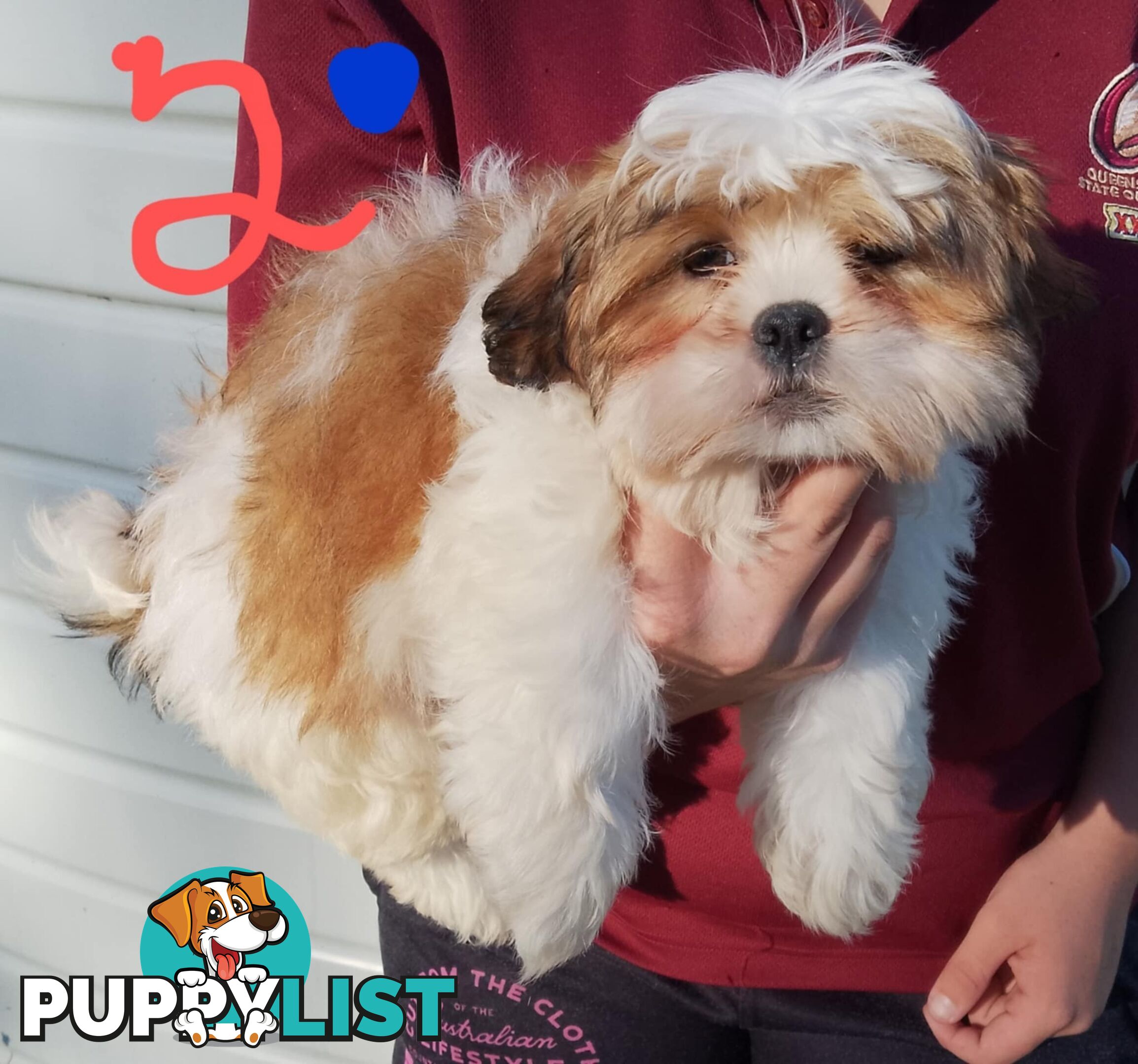 Shih Tzu X Maltese puppies Malshi Shitzu