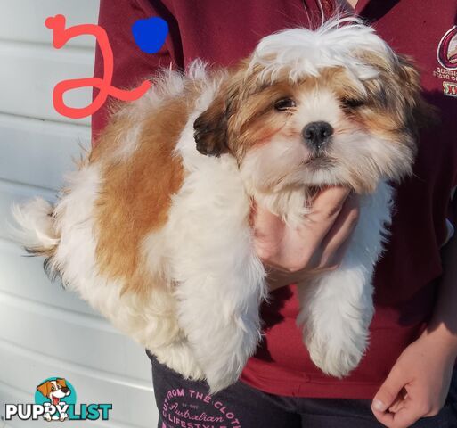 Shih Tzu X Maltese puppies Malshi Shitzu