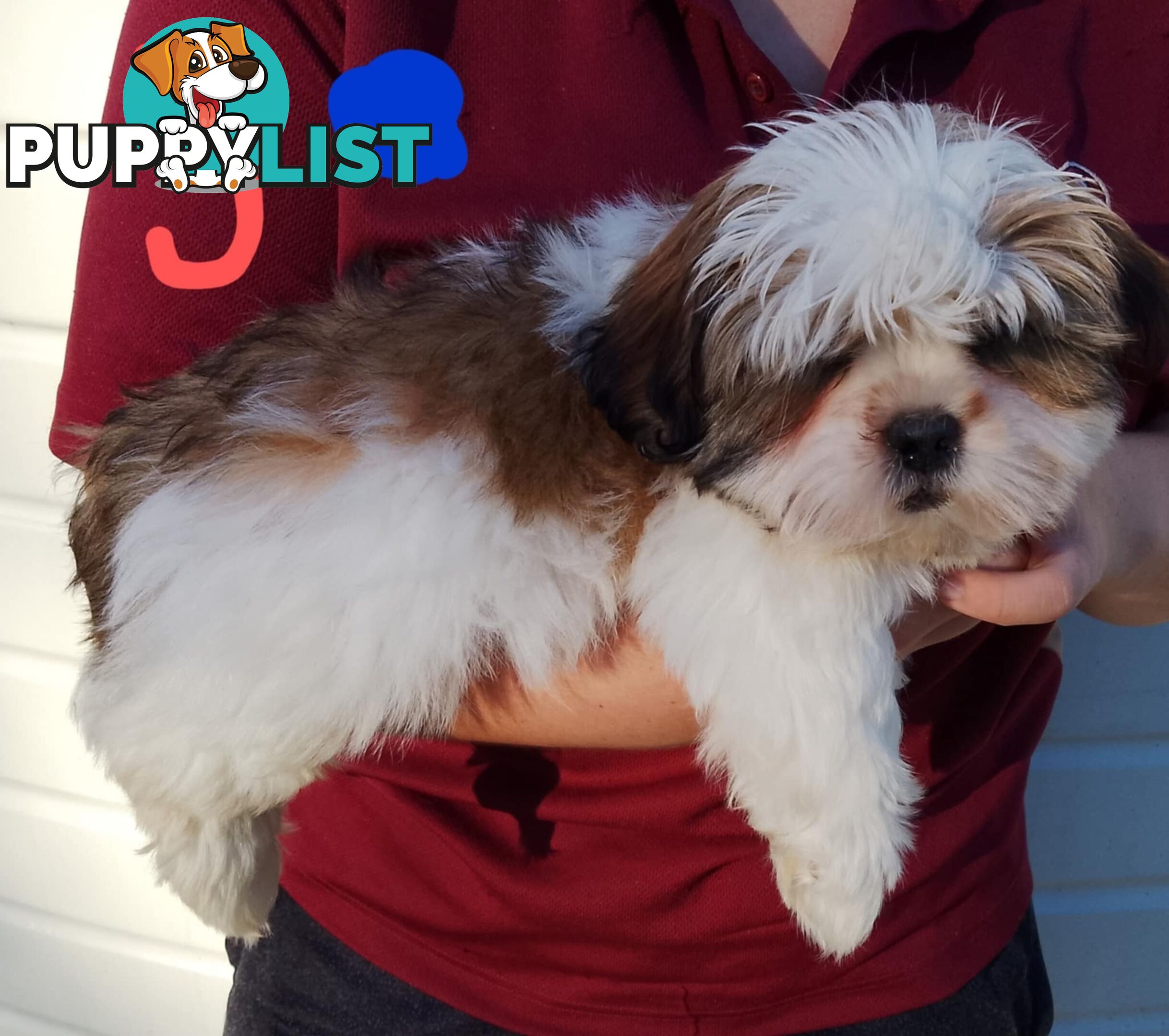 Shih Tzu X Maltese puppies Malshi Shitzu