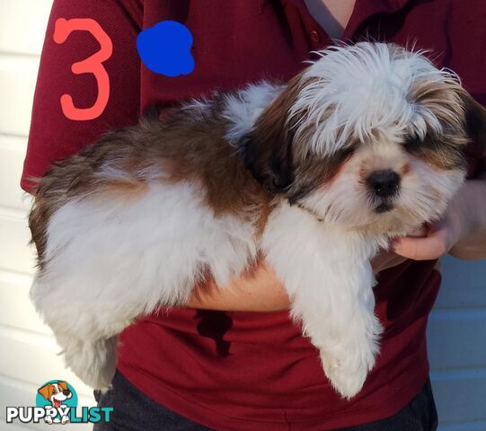 Shih Tzu X Maltese puppies Malshi Shitzu