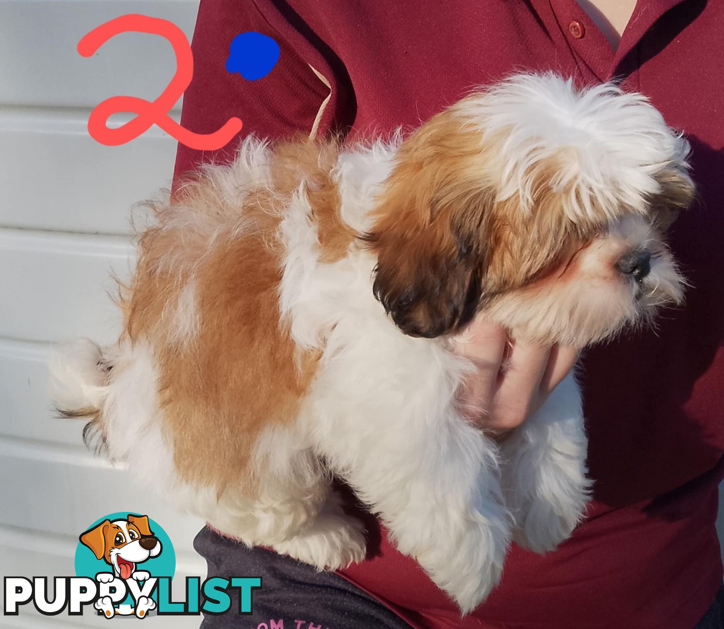 Shih Tzu X Maltese puppies Malshi Shitzu