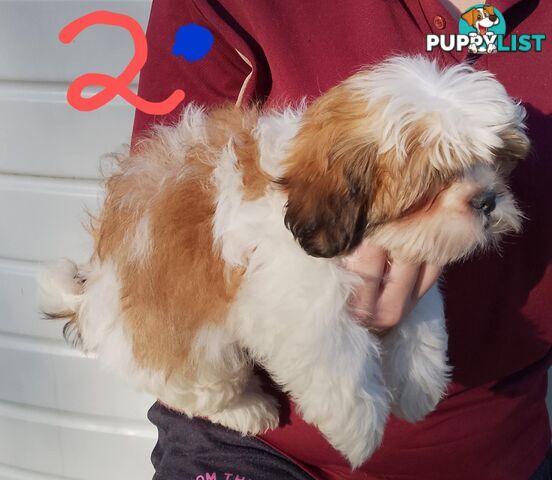 Shih Tzu X Maltese puppies Malshi Shitzu