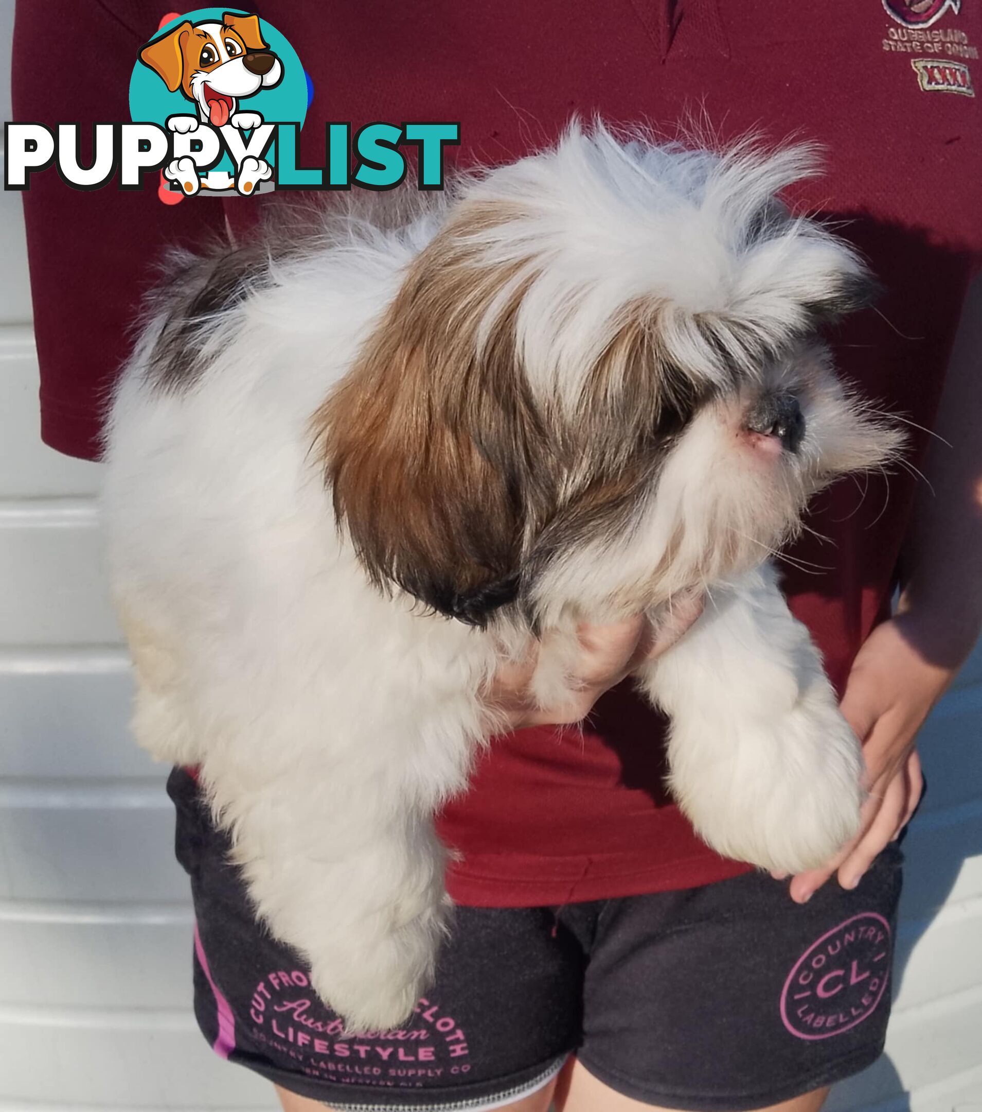 Shih Tzu X Maltese puppies Malshi Shitzu