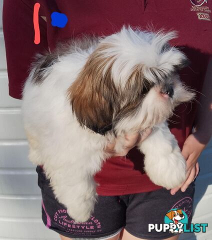 Shih Tzu X Maltese puppies Malshi Shitzu