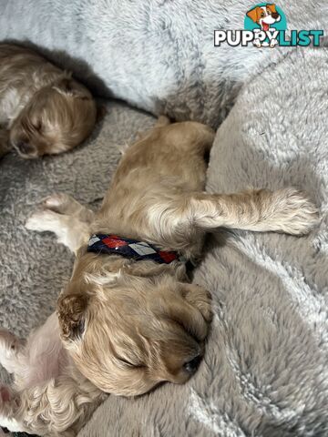 Cavoodle Puppies X4 girls X2 boys