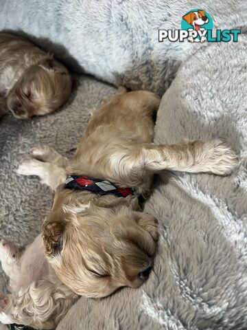 Cavoodle Puppies X4 girls X2 boys