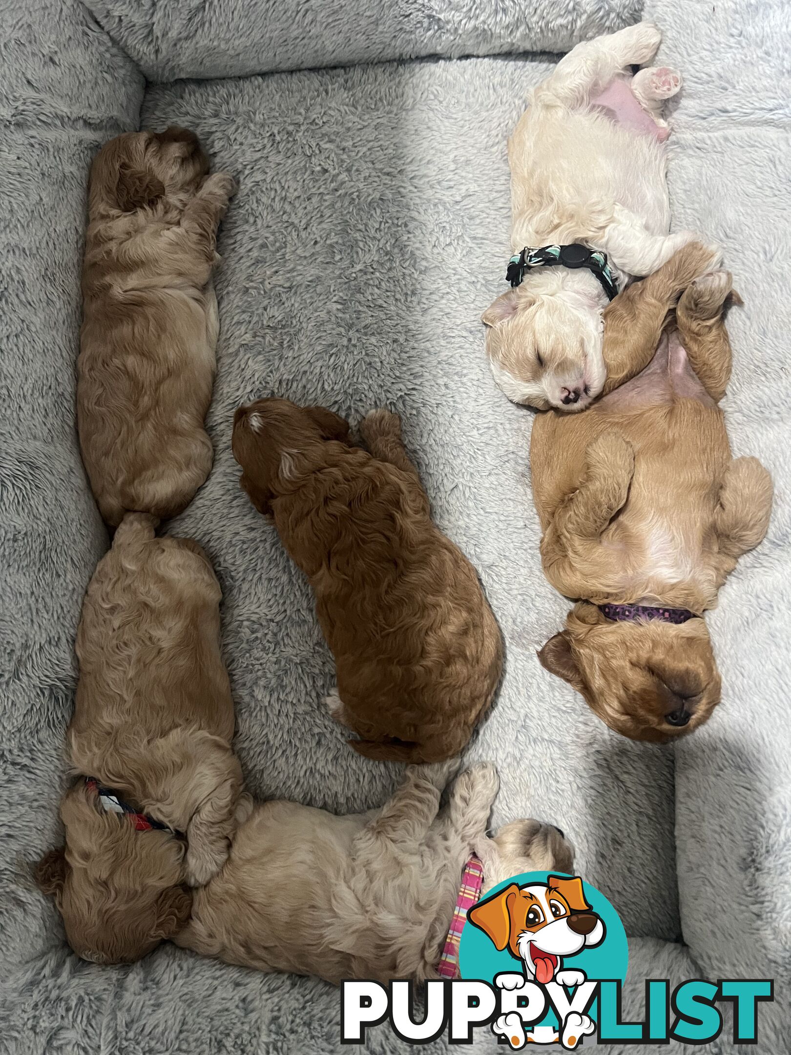 Cavoodle Puppies X4 girls X2 boys