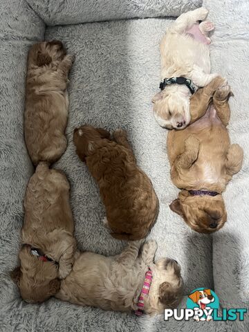 Cavoodle Puppies X4 girls X2 boys