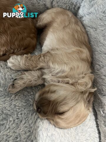 Cavoodle Puppies X4 girls X2 boys