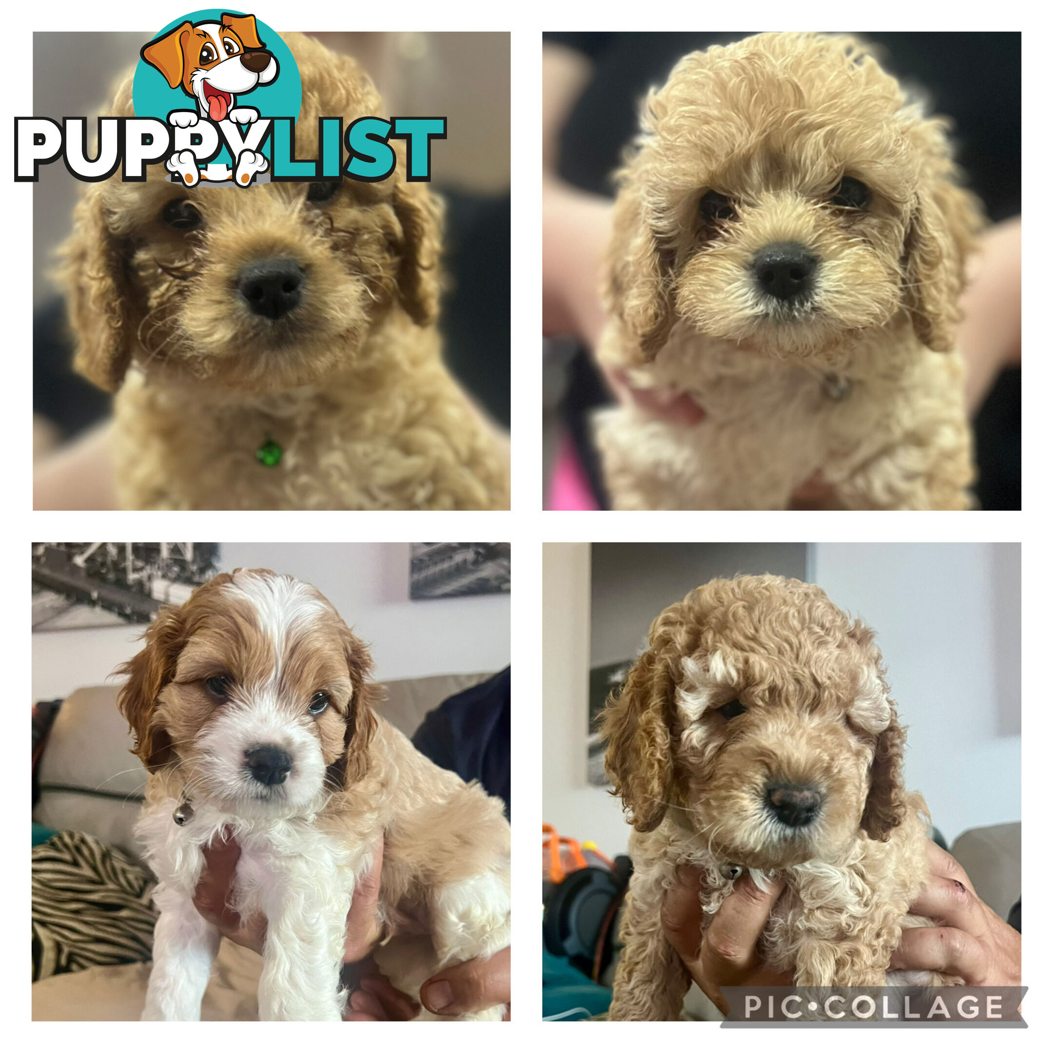 4 Male Cavoodles F2