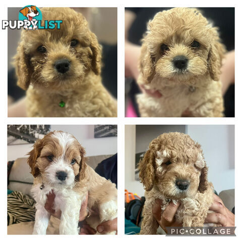 4 Male Cavoodles F2