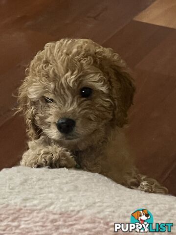 4 Male Cavoodles F2