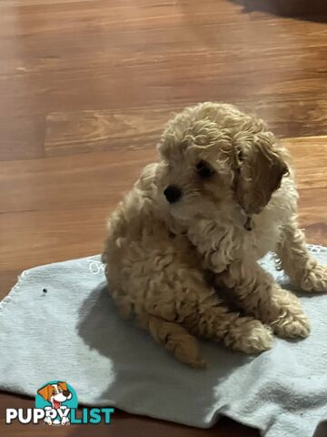 4 Male Cavoodles F2