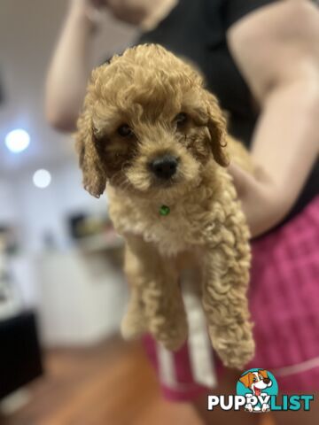 4 Male Cavoodles F2