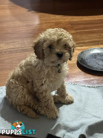 4 Male Cavoodles F2