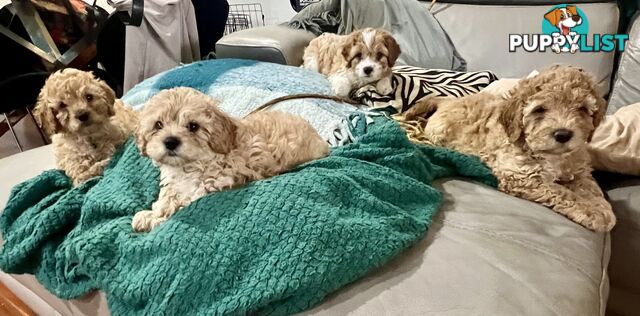 4 Male Cavoodles F2