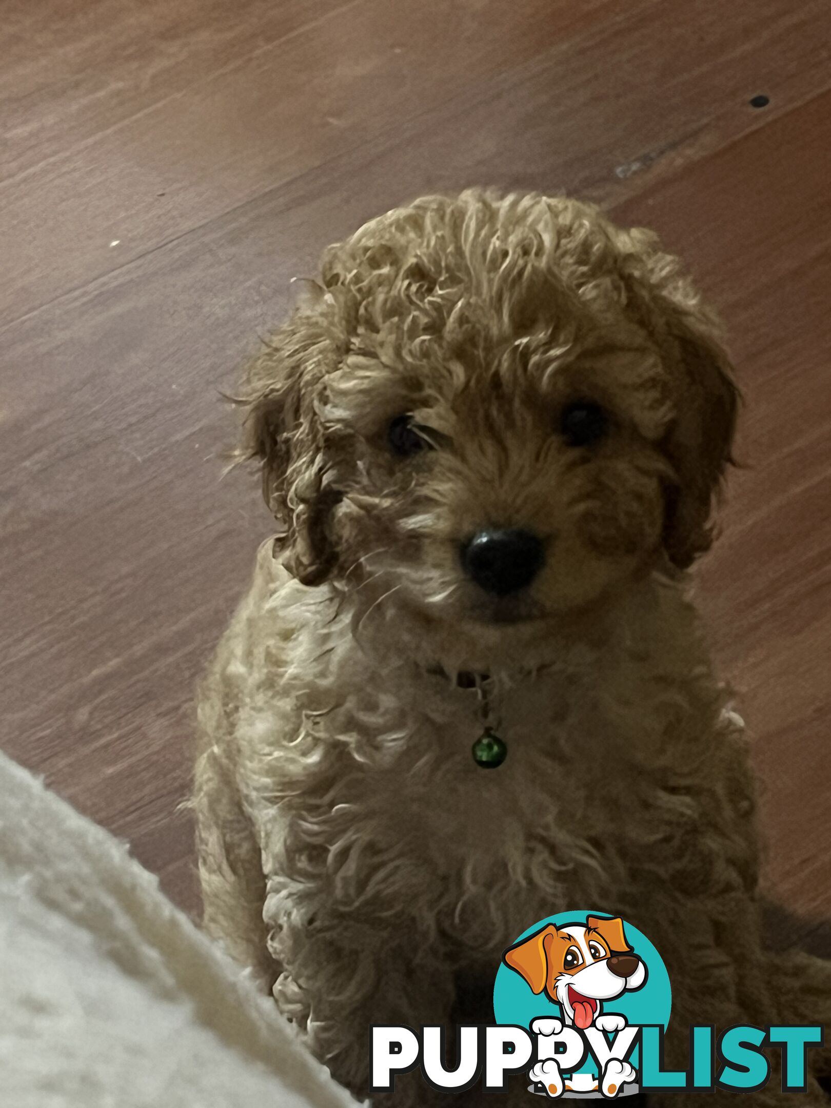 4 Male Cavoodles F2