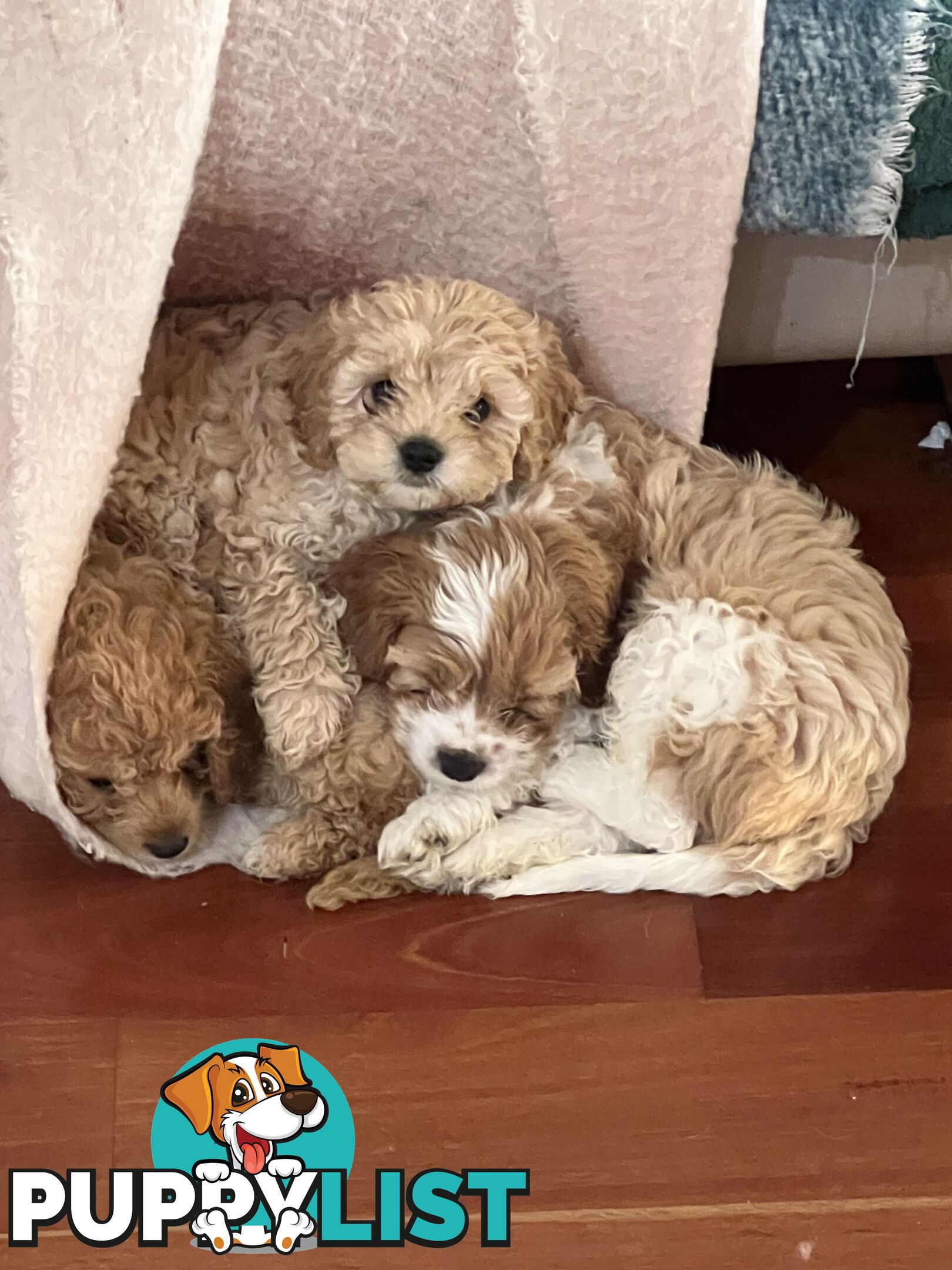 4 Male Cavoodles F2