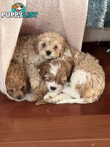 4 Male Cavoodles F2